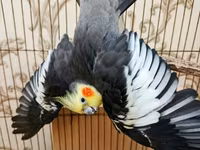 Qefessiz 60anat Nimfa (Cockatiel) cütü Məhsulun tərkibi: - 2 ədəd — сүрөт 1