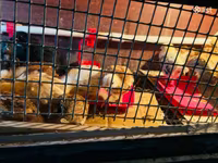 Chickens — fotografija 5
