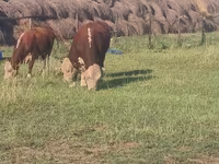 Banteng, Hereford — foto 2