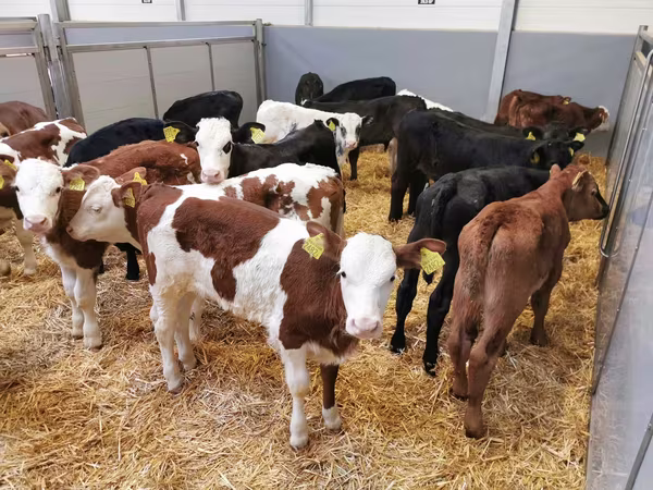 Lembu jantan, Simmental cattle