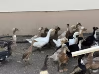 Ducks — 1-сурет