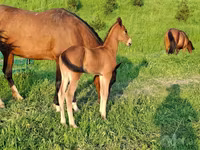 ม้าตัวผู้, Akhal-Teke — รูปภาพ 1
