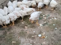 Chickens — foto 2