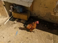 Brahma — foto 6
