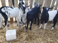 Ziegenbock, Ziegen — Foto 7