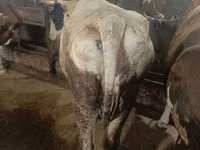 گاو ماده, Simmental cattle — عکس 2
