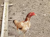 Chickens — 写真 2