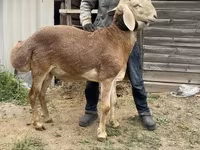 Beran, Arashan sheep — foto 1