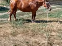 Kuda betina, Horses — foto 4