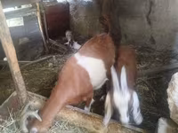 Goat, Goats — photo 5