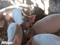 Scrofa, Дюрок — foto 1