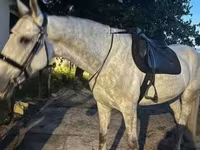 Hingst, Hästar — foto 3