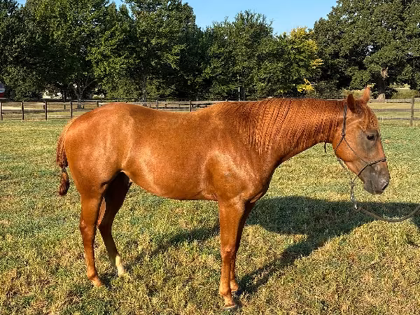 Cavallo, Quarter Horse