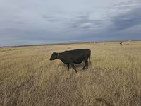 Cow, Cattle — photo 4