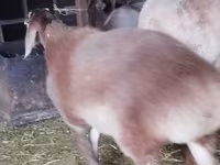 Montone, Rhon sheep — foto 7