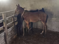 Horse (M), Horses — photo 1