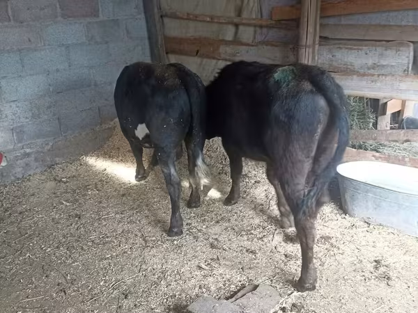 Krava, Swiss cattle