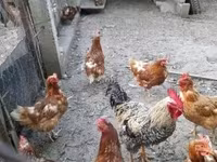 Chickens — φωτογραφία 1