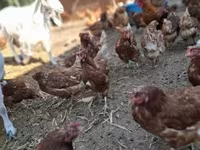Chickens — foto 2