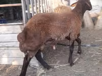 میش, Blackheaded Persian sheep — عکس 3