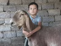 Kambing jantan, Arashan sheep — foto 2