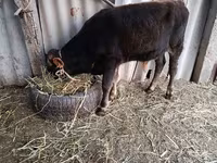 Toro, Swiss cattle — foto 4