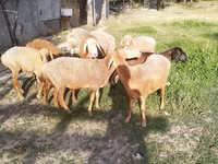 Domba betina, Sheep — foto 4