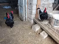 Chickens — عکس 2