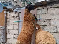 Beran, Blackheaded Persian sheep — foto 1