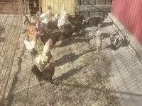Danish hen — sawirka 4