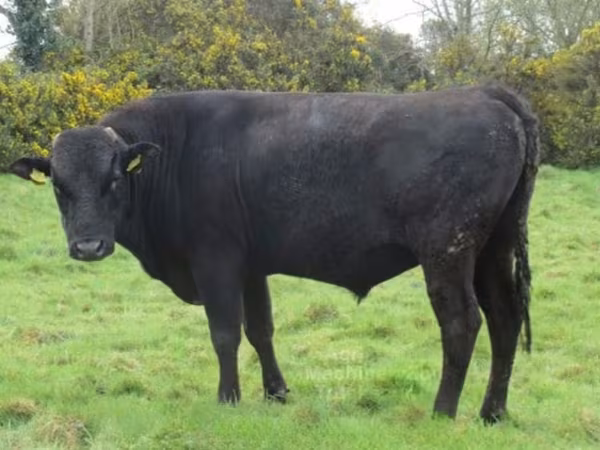 Bull, Wagyu