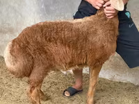 Bagge, Arashan sheep — foto 4