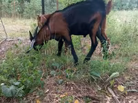 Billy Goat, Nubian Goat — photo 5