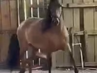 مادیان, Paso Fino — عکس 1