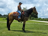 Kuda betina, Missouri foxtrotter — foto 7