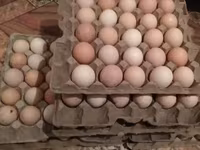 Turkeys — 7 зураг