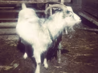 Kambing betina, Goats — foto 1
