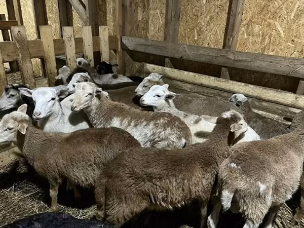 Vædder, Katum sheep