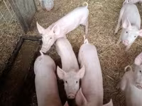 Schweine (Partie, Geschlecht nicht angegeben), Schweine — Foto 1