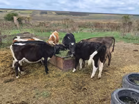 Býk, Russian Black pied cattle — foto 3