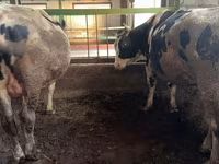 Lembu jantan, Simmental cattle — foto 4