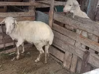 Kambing jantan, Sheep — foto 3