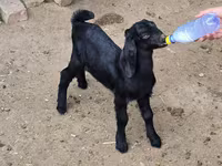 بز نر, Nubian Goat — عکس 1
