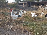 ساسکس — عکس 4