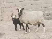 میش, Romanov sheep — عکس 3