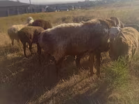 كبش, Arashan sheep — الصورة 3