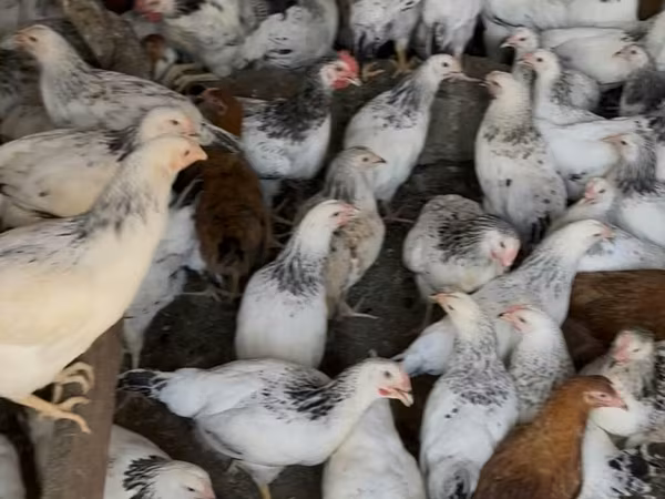 Czech Gold Brindled Hen