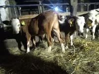 Býk, Simmental cattle — foto 1