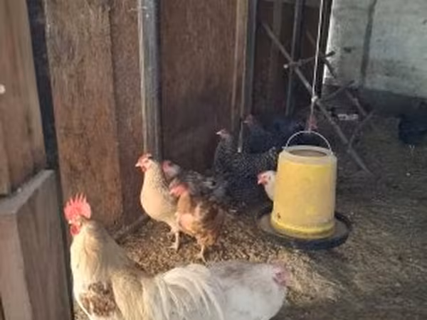 Chickens