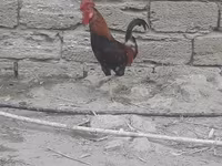 Chickens — ፎቶ 4